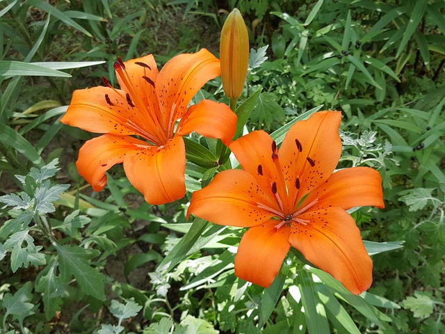 Free The Orange One Two Bunches photo and picture