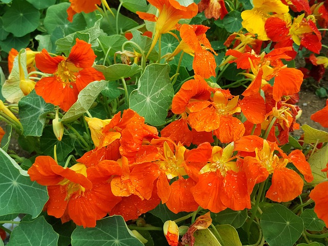 Free Active Call Eating Flower photo and picture