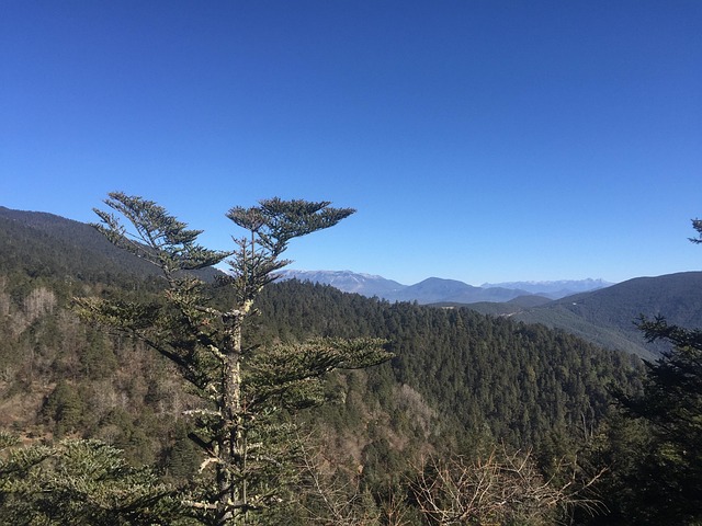 Baum, Natur, Berg, Landschaft, China
