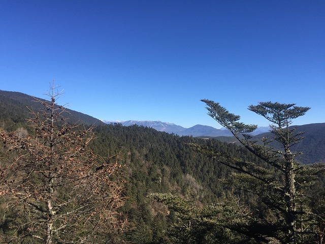 Baum, Natur, Berg, Landschaft