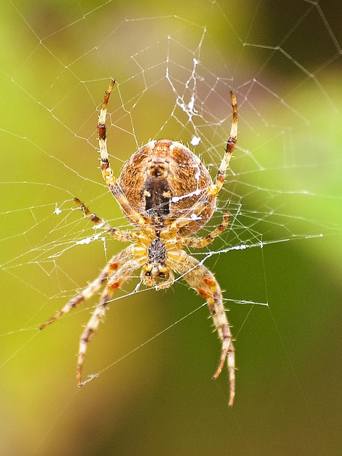 Free Spider Garden Spider photo and picture