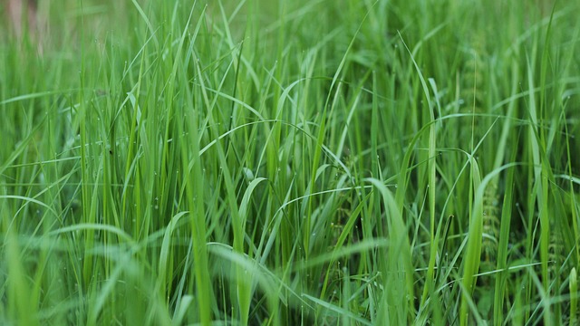 草 グリーン 夏 - Pixabayの無料写真 - Pixabay