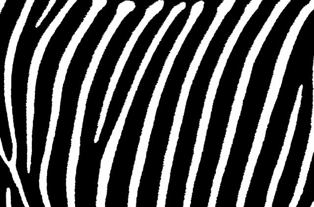 Download free HD stock image of Zebra Stripes Free zebra stripes white illustration