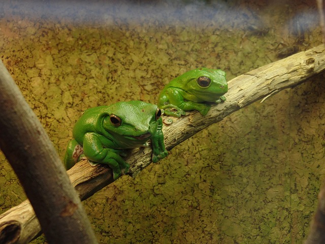 Free Frogs Frog photo and picture