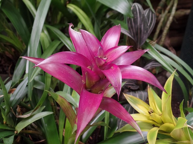 Free Flower Tropical photo and picture