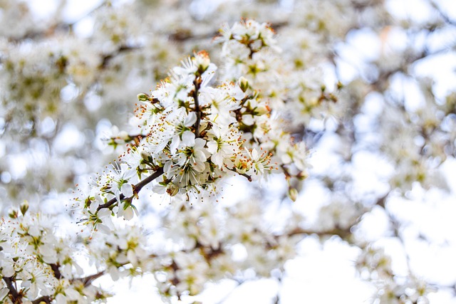 Free Blossom Flower Background photo and picture