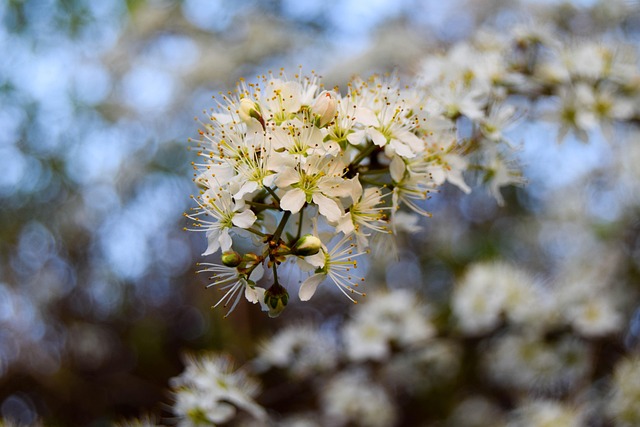 Free Nature Flowers photo and picture