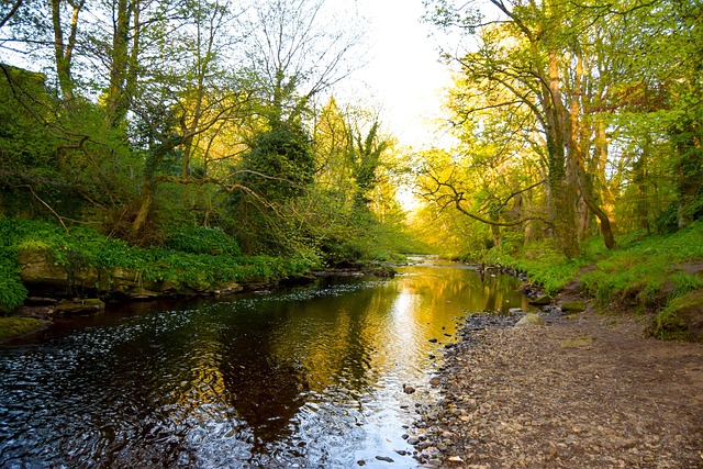 Free Water Spring photo and picture
