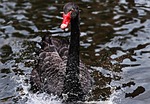 mourning swan, swan, black