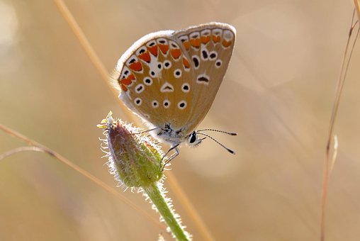 Sommerfugle, Makro, Øjne, Tyrkiet