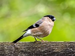 bullfinch bullfinch, bird, songbird