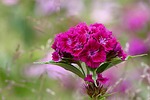 plant, flower, sweet william