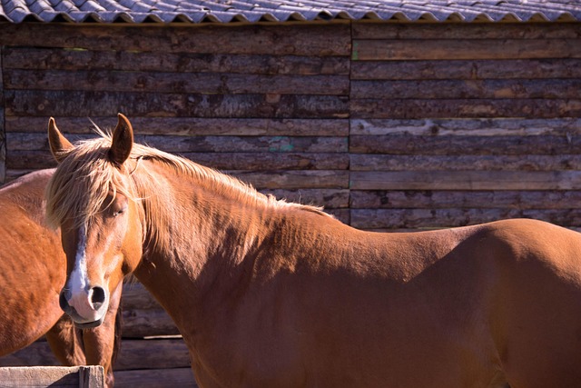 Free Horses Brown photo and picture
