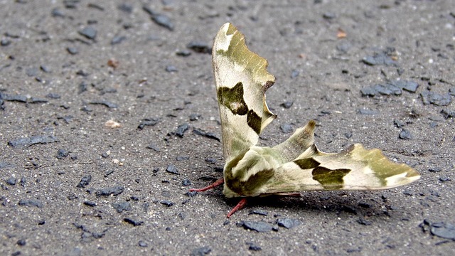 Free Insect Butterfly photo and picture