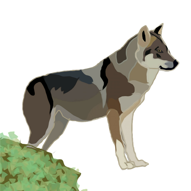 Free wolf wild nature illustration
