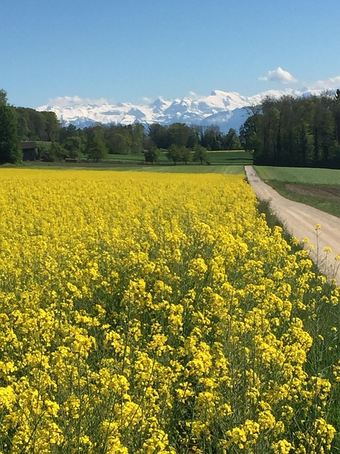Free Spring Oilseed Rape photo and picture