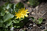 celandine, spring flowers, early bloomer