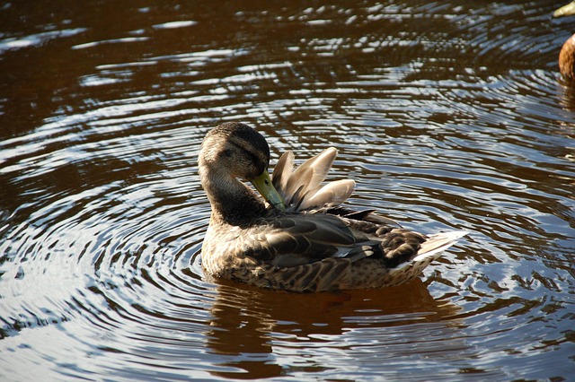 En, Natuur, Vogel, Zwemmen, Water, Veer