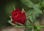 rose, flower, rose blooms