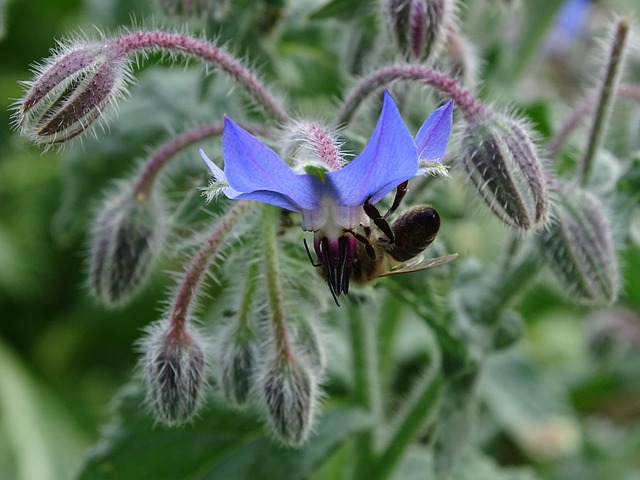 200+ Free Borage & Nature Images - Pixabay