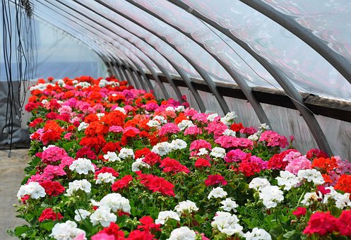 Free Geraniums Greenhouse photo and picture