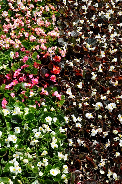 Free Begonias Shade photo and picture
