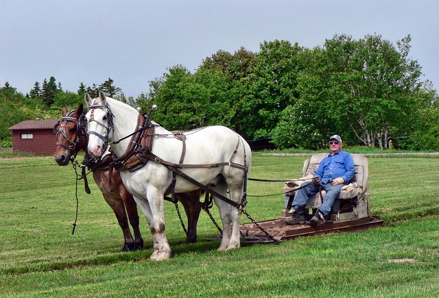 Piltikitron Horsepower