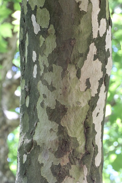 Baum Rinde Baumstamm - Kostenloses Foto auf Pixabay - Pixabay