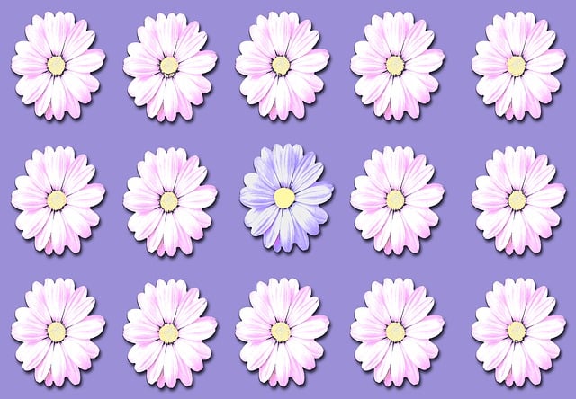 Free daisy blossoms wildflowers illustration