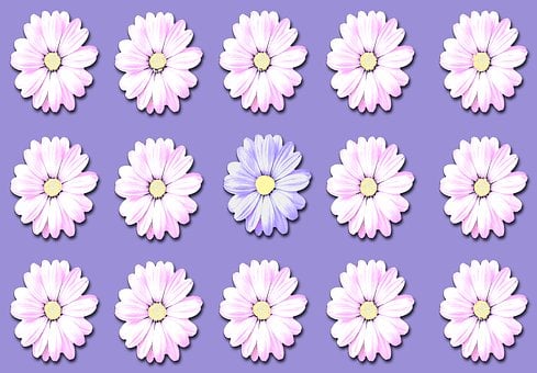 Free Daisy Blossoms illustration and picture
