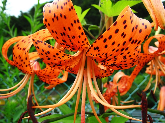 Free Flower Flower Wallpaper photo and picture