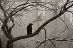 crow, harassing, owl