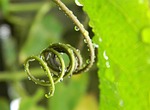 bean plant, spring, green
