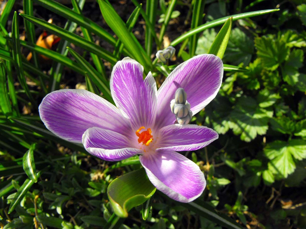 Plant Purple Leaves Free photo on Pixabay Pixabay