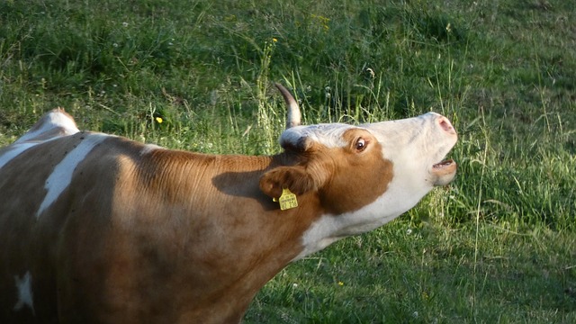 Free Cow Meadow photo and picture