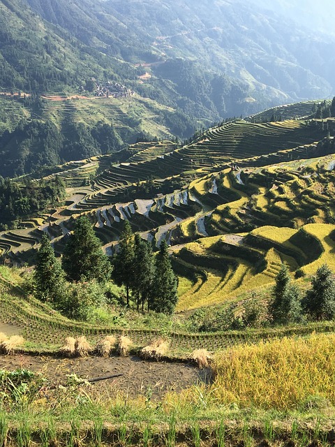 Free China Rice photo and picture