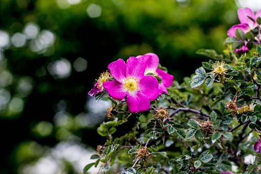 Free Flower Garden photo and picture