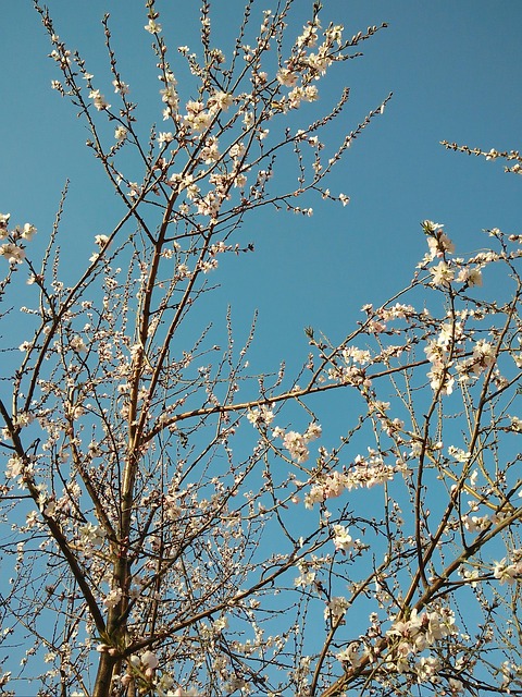 Free Peach Blossom Tree photo and picture
