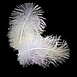 feather, bird feathers, down