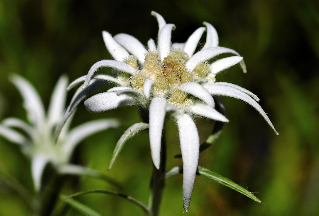 50 000 Free Edelweiss Flower Edelweiss Images Pixabay