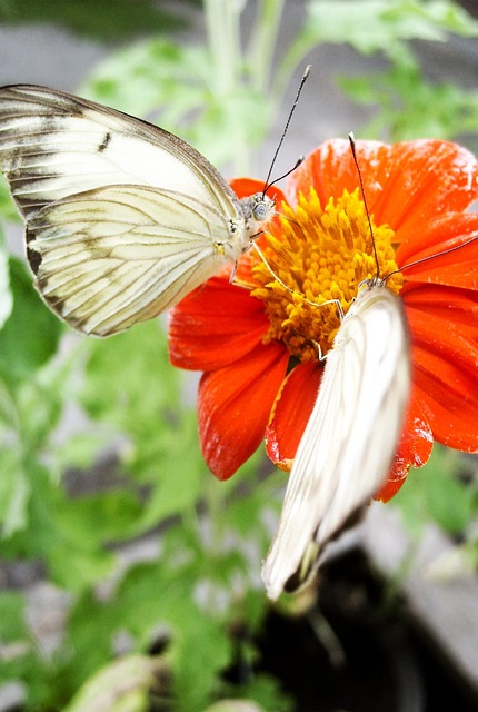 Schmetterlinge, Blumen Hintergrund