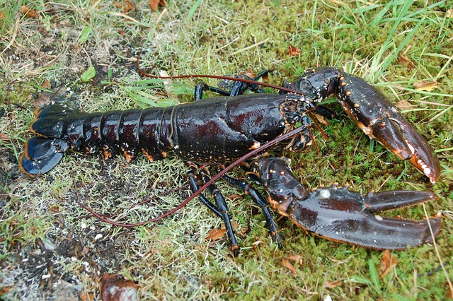Kreeft, Zee, Dieren, Zeevruchten, Claw