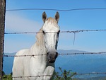 horse, equine, white