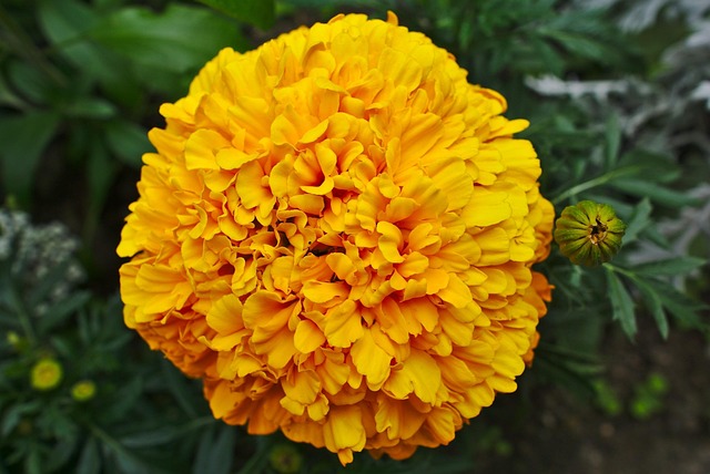 Free Yellow Flower Blossom photo and picture