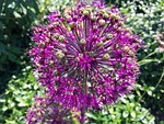 flower, flowering, purple