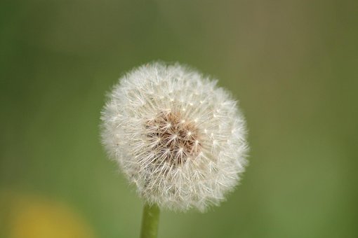 Diente De León, Macro