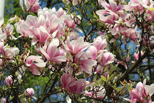 Flor, Magnolia, Naturaleza