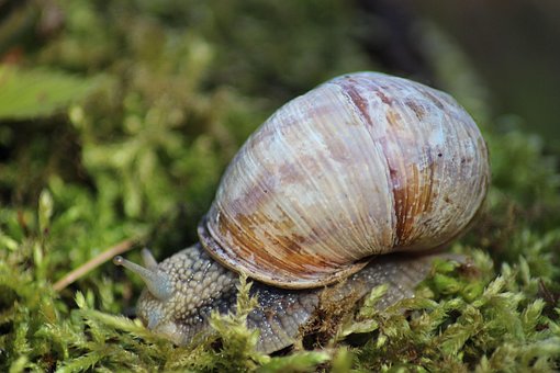 Caracol, Slow