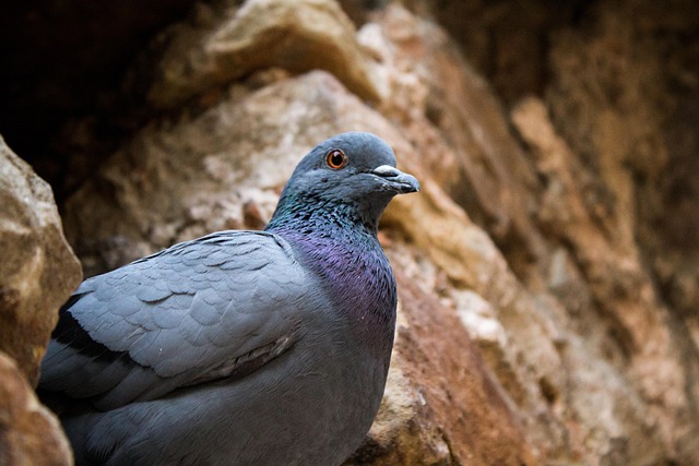 Pájaro, Naturaleza, Paloma, Fotografía