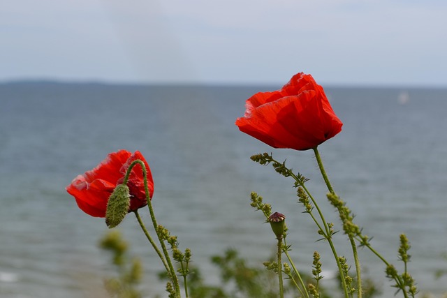 Free Corn Poppy Summer photo and picture